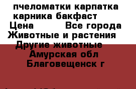пчеломатки карпатка карника бакфаст F-1 › Цена ­ 800 - Все города Животные и растения » Другие животные   . Амурская обл.,Благовещенск г.